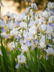 Fototapeta premium field of blooming white with lilac irises in backlight