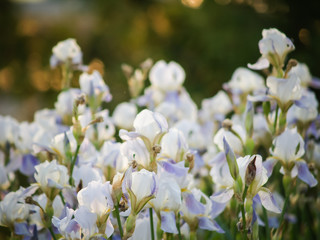 
field of blooming white with lilac irises in backlight