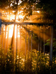 
mystical sunset light with haze and rays through the grate in the forest