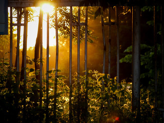 
mystical sunset light with haze and rays through the grate in the forest