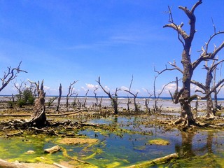 Dead mangrove trees after a strong typhoon hit Baganga, Davao Oriental, Philippines