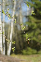 Birken Pllen Blüte Frühling