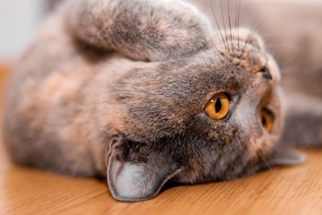 British shorthair cat  - obrazy, fototapety, plakaty