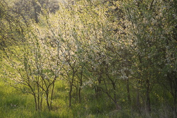 Mirabelle plums orchard flowering trees during springtime
