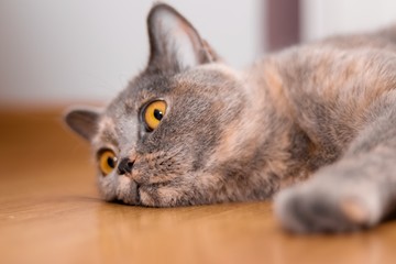 British shorthair cat  © Artur