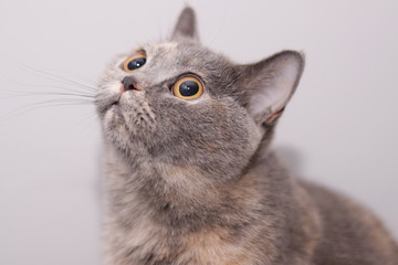 British shorthair cat  © Artur