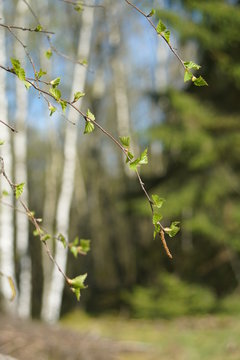 Birken Pllen Bl&uuml;te Fr&uuml;hling
