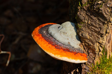 Red belt conk or red belted bracket fungus growing on a dead tree, Fomitopsis pinicola - obrazy, fototapety, plakaty