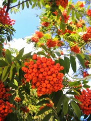 Red rowan berries in late summer