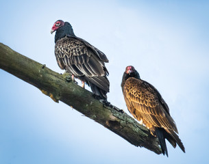 Two turkey vultures on the lookout for food patiently sit on a branch