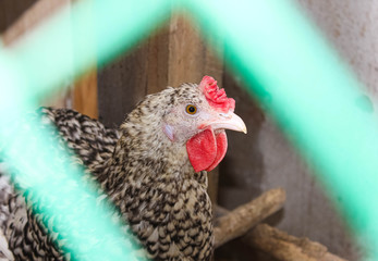 Colorful chicken behind a net in the chicken coop close-up.