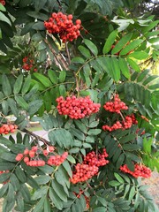 Red rowan berries in late summer