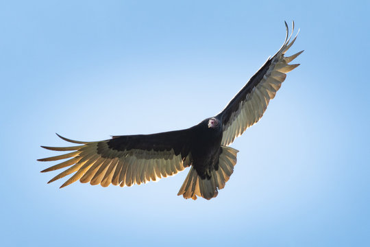 A lone turkey vulture navigates the currents with outstretched wings