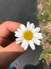 daisy in hand