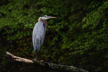 A great blue heron stands on a branch and gazes upriver over a stream in Berks County, PA