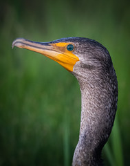 Close-up of a cormorant against a blurred green background