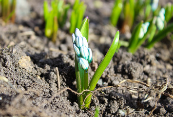 A primrose in the garden, just sprung up in a flower bed.