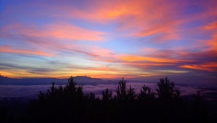 Colorful sky above a vast, thick sea of clouds and silhouettes of pine trees and the mountains just before the sun rises.