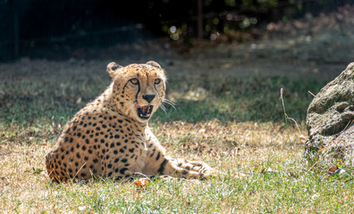 Gepard als Einzeltier im Gras liegend mit offenem Maul.Geparde sind die schnellsten Landtiere der Welt. 