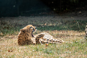 Gepard mit offenem Maul im Gras liegend © Roger