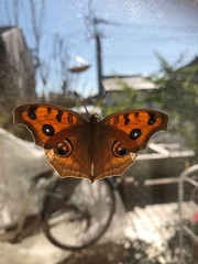 painted lady butterfly
