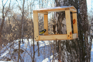 Naklejka premium Tit in a manger in a park