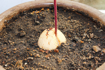 An avocado seed with a single sprout planted in the ground in a flower pot.