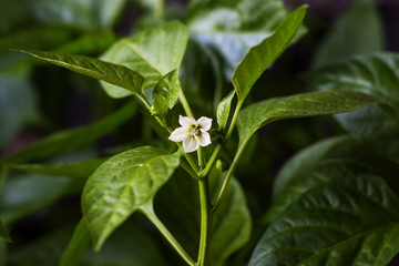 The beginning of flowering sweet pepper seedlings. Beautiful white flower of sweet pepper close-up on a background of green leaves. Green Sunlight Background. Copy space