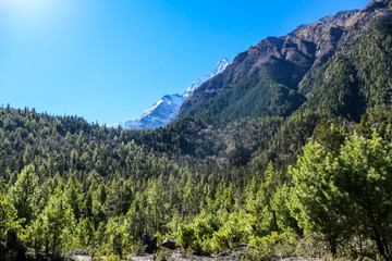 Fototapeta na wymiar View on Himalayas along Annapurna Circuit Trek, Nepal. There is a dense forest in front. High, snow caped mountains' peaks catching the sunbeams. Serenity and calmness. Barren slopes