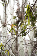 Brotes de primavera