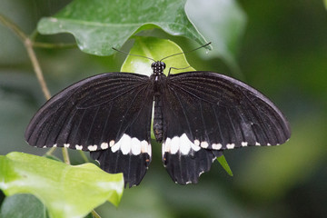 Fototapeta premium Common Mormon (in german Kleiner Mormon or Gewöhnlicher Mormon) Papilio polytes