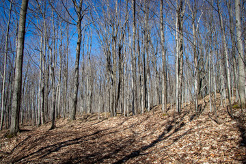 springtime on a forest trail a sunny day in Ontario, Canada