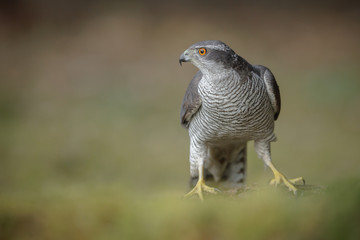 Hungry male goshawk