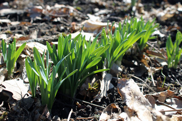 Sprouts of daffodils among fallen leaves. Spring flowers. Gardening.