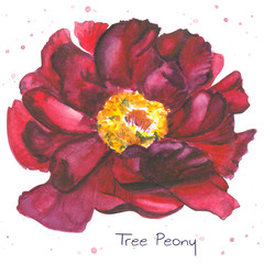  watercolor painting of magenta tree peony