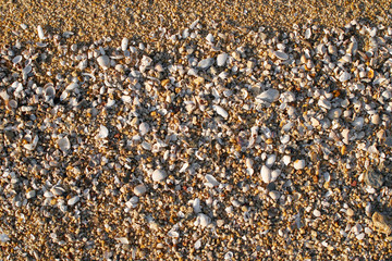 Close up beach sand with shells surface texture, background, wallpapper