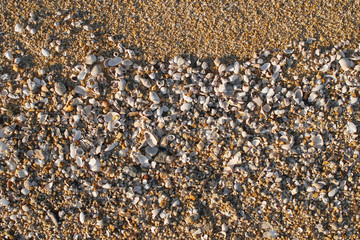 Close up beach sand with shells surface texture, background, wallpapper
