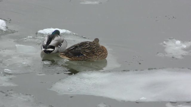 Winter. Wild ducks are resting sitting on an ice floe on a frozen river.