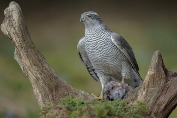 Forest goshawk