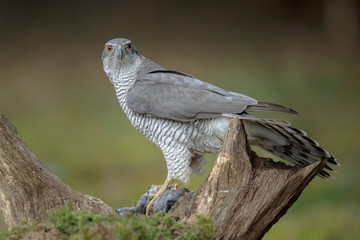Forest goshawk looking directly at the camera