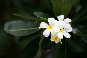 Plumeria flowers on the tree , close up
