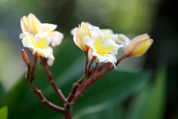 Plumeria flowers on the tree , close up