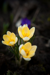 luxurious first spring flowers in the forest soft yellow and purple crocuses