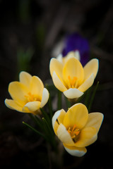 luxurious first spring flowers in the forest soft yellow and purple crocuses