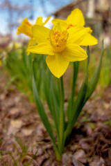 Obraz premium Yellow spring daffodil flower close-up on a blurred background.