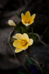 luxurious first spring flowers in the forest soft yellow and purple crocuses