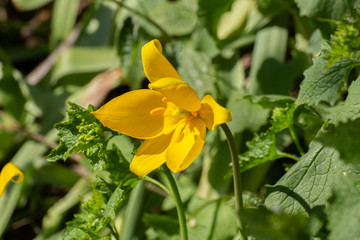 Close up of a very rare yellow wild tulip, Tulipa sylvestris or Weinberg Tulpe