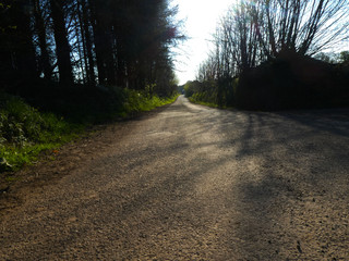 Obraz premium road in the forest