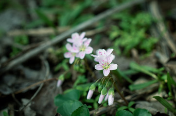 Obraz premium spring flowers in the garden