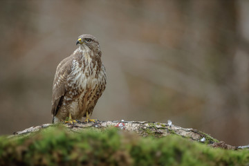 Common buzzard, buteo buteo